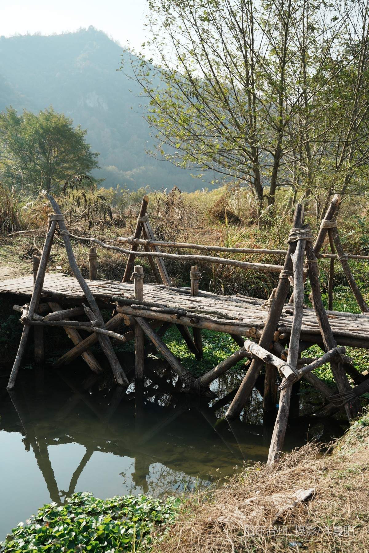 仙居石牛村 孤独的树(图16)