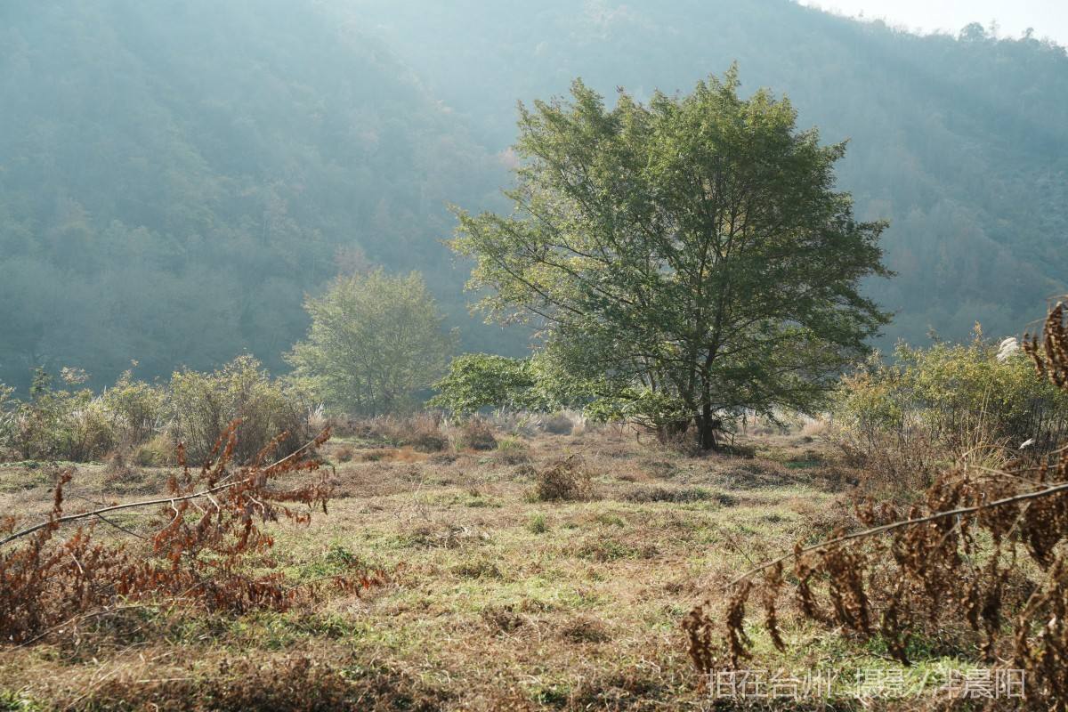 仙居石牛村 孤独的树(图10)