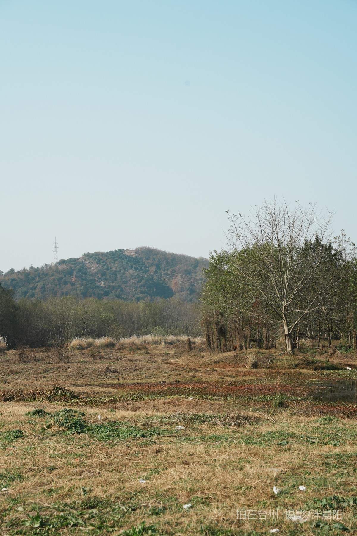 仙居石牛村 孤独的树(图9)