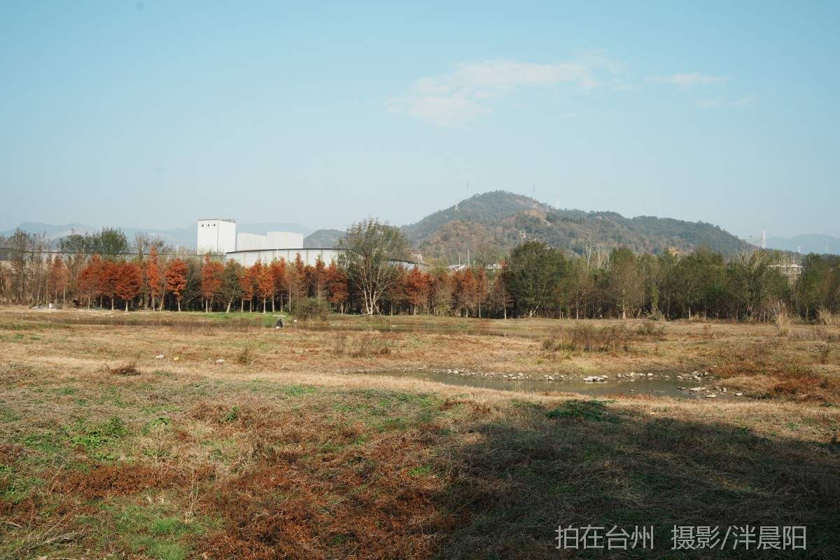 仙居石牛村 孤独的树(图11)