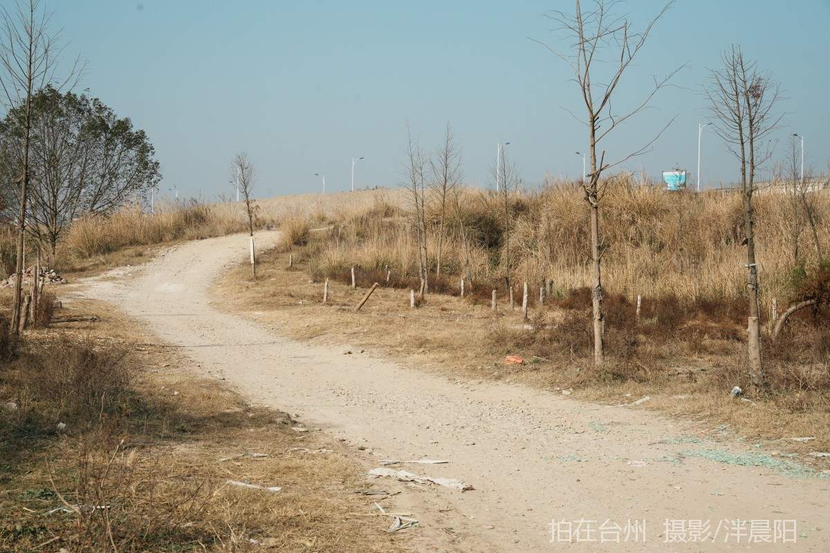 仙居石牛村 孤独的树(图6)