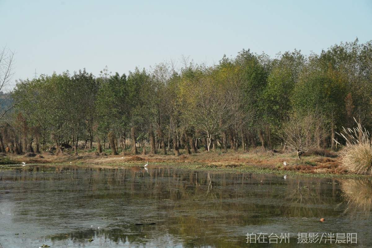 仙居石牛村 孤独的树(图7)