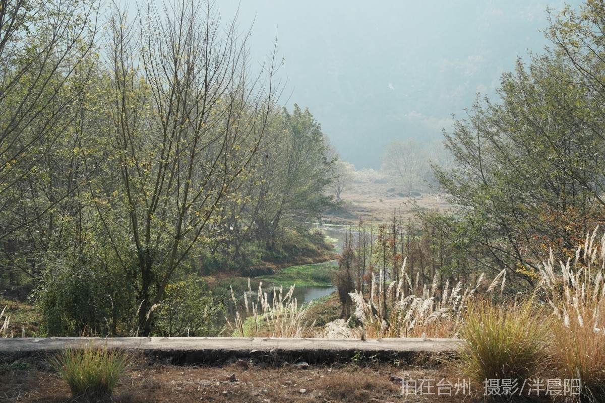 仙居石牛村 孤独的树(图5)