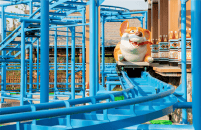 台州湾新区方特狂野大陆(图63)