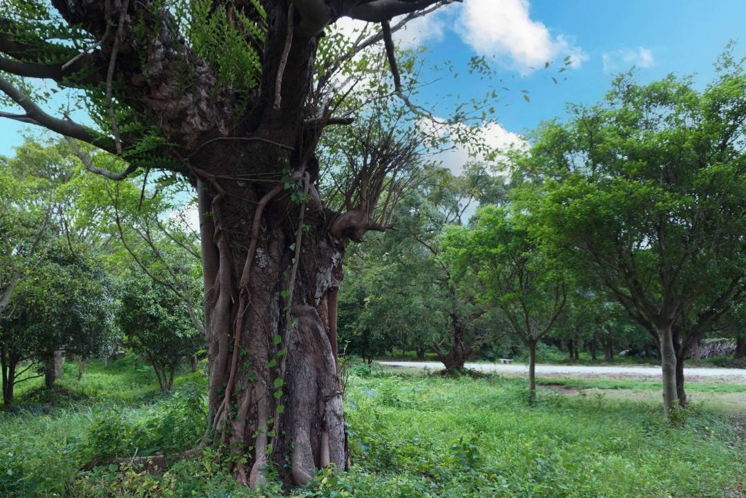 台州湾新区三甲榕树林 多部古装长剧取景地(图5)