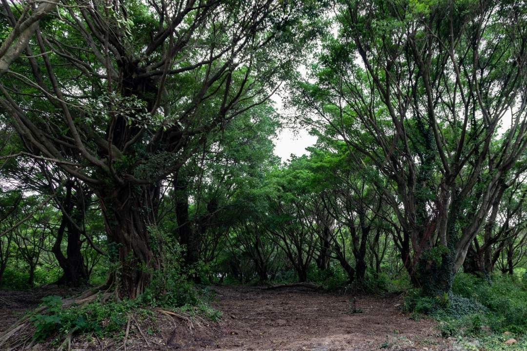 台州湾新区三甲榕树林 多部古装长剧取景地(图8) 台州湾新区三甲榕树林 多部古装长剧取景地(图8)