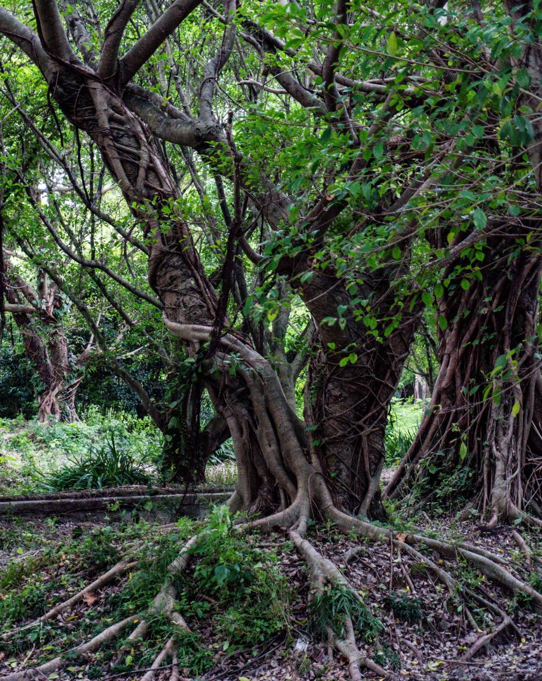 台州湾新区三甲榕树林 多部古装长剧取景地(图7) 台州湾新区三甲榕树林 多部古装长剧取景地(图7)