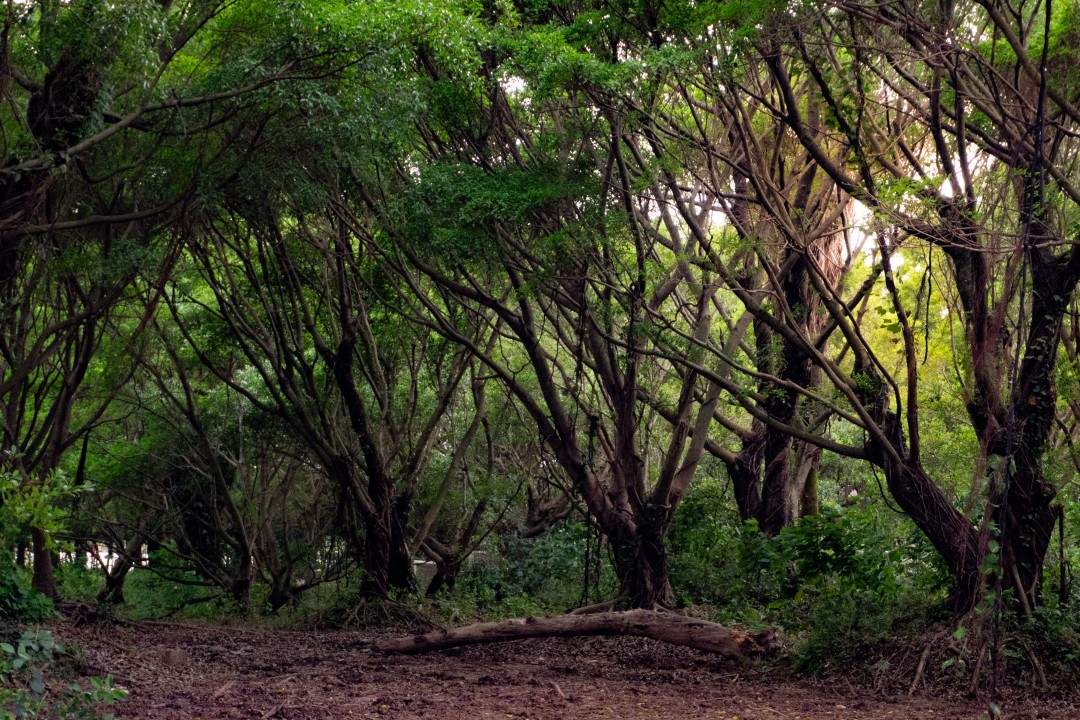 台州湾新区三甲榕树林 多部古装长剧取景地(图3) 台州湾新区三甲榕树林 多部古装长剧取景地(图3)