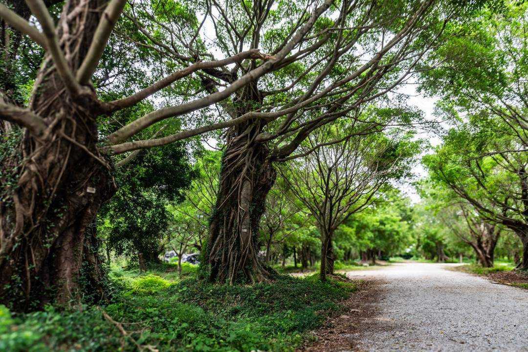 台州湾新区三甲榕树林 多部古装长剧取景地(图4) 台州湾新区三甲榕树林 多部古装长剧取景地(图4)
