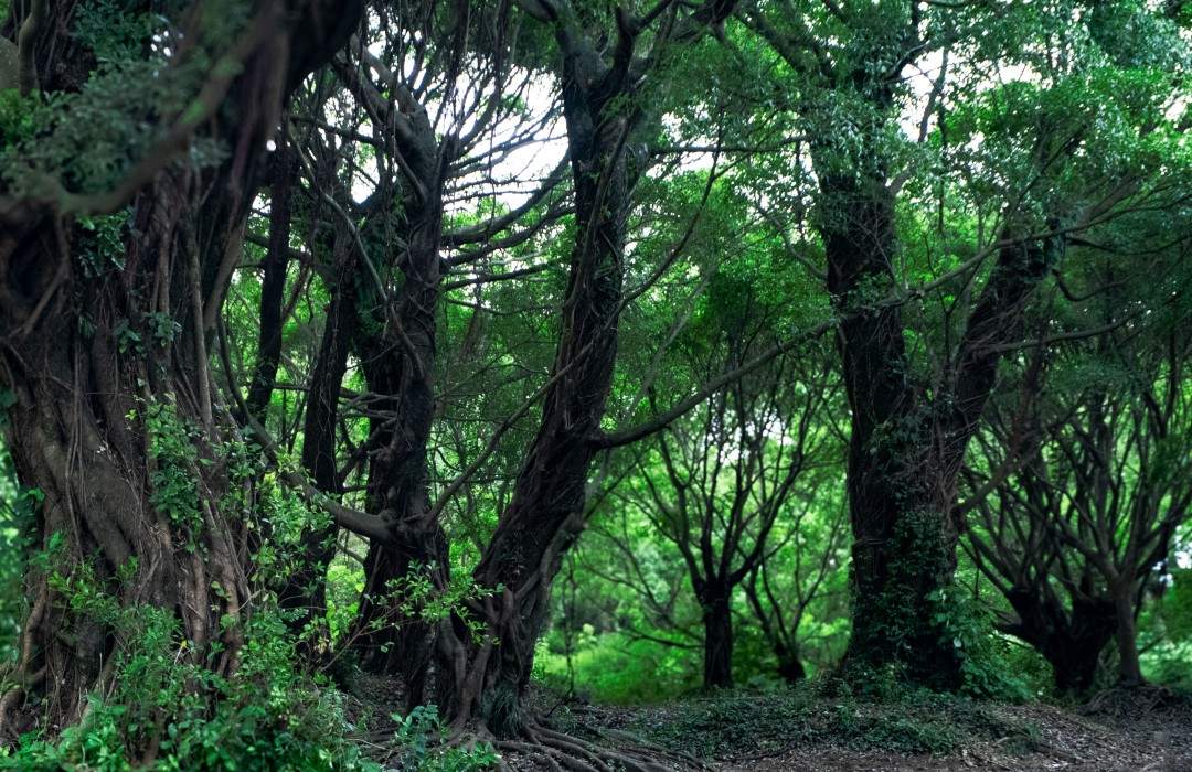 台州湾新区三甲榕树林 多部古装长剧取景地