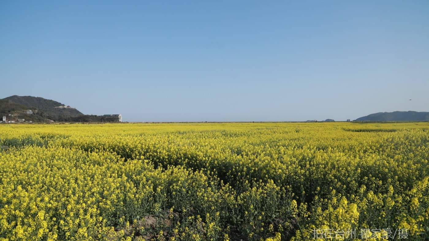 温岭横屿村村庄(图10)
