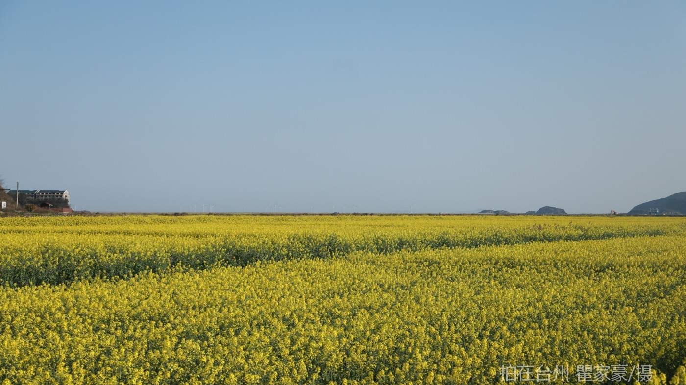 温岭横屿村村庄(图4)