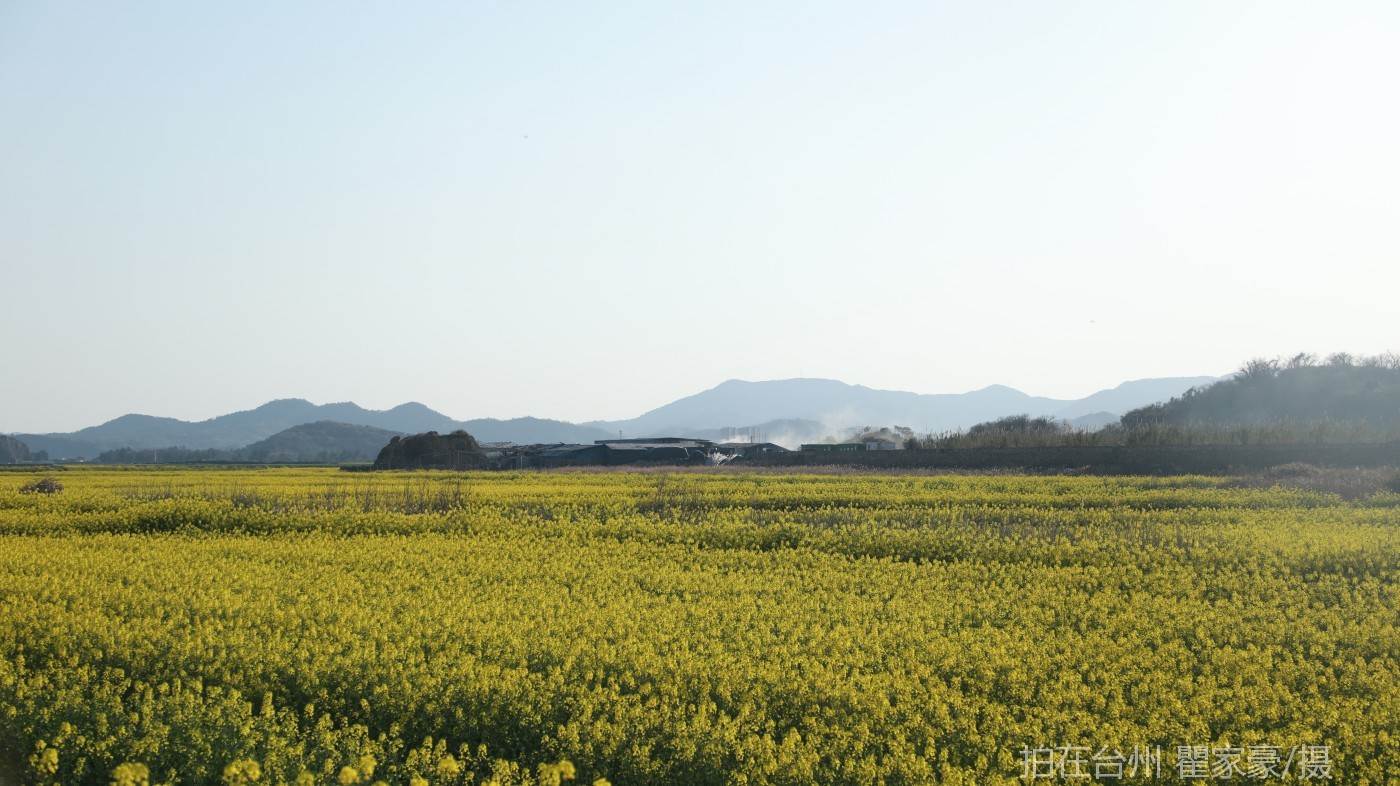 温岭横屿村村庄(图3)
