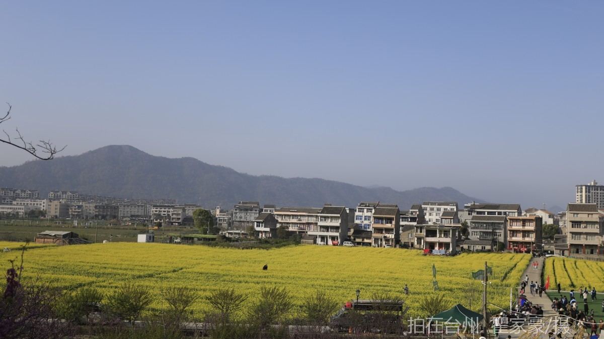 温岭下宅金村村庄油菜花地(图9)