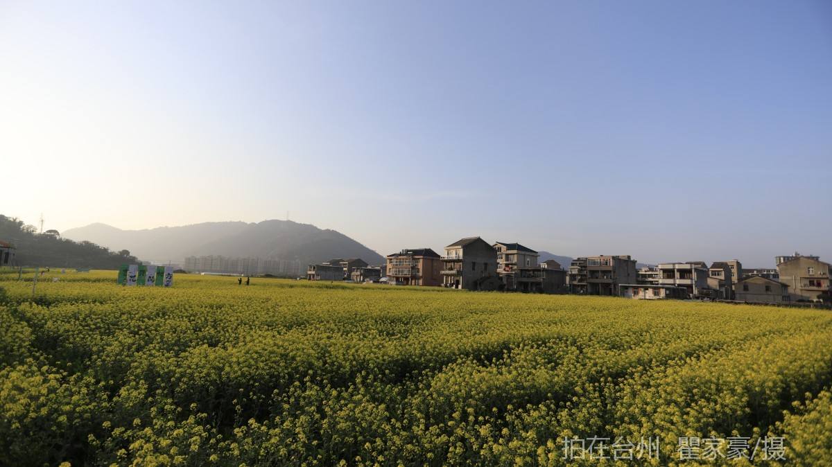温岭下宅金村村庄油菜花地(图5)