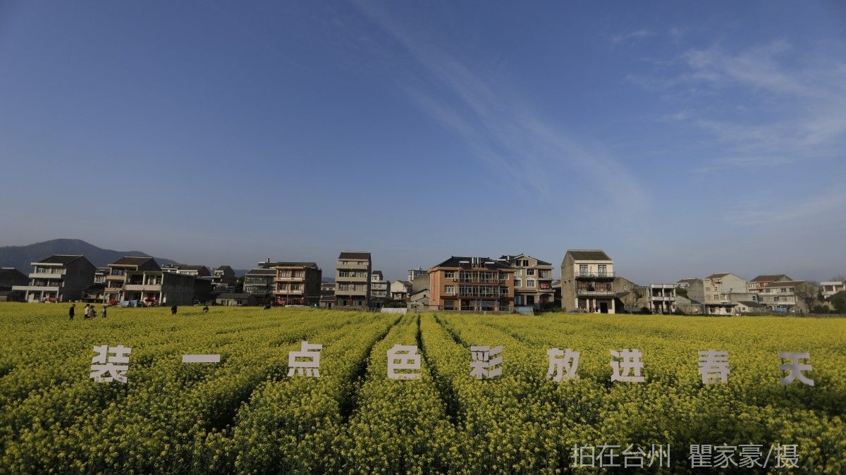 温岭下宅金村村庄油菜花地(图1)
