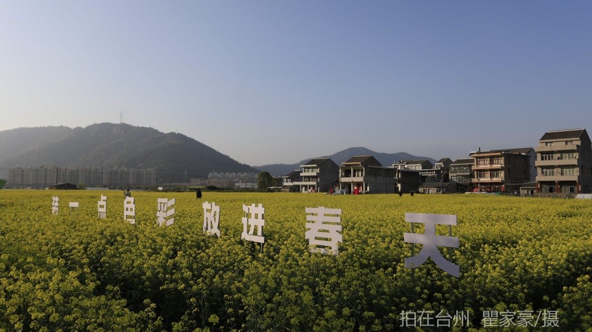 温岭下宅金村村庄油菜花地(图2)