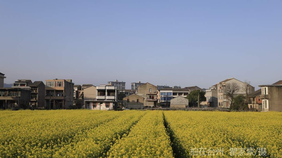 温岭下宅金村村庄油菜花地(图4)