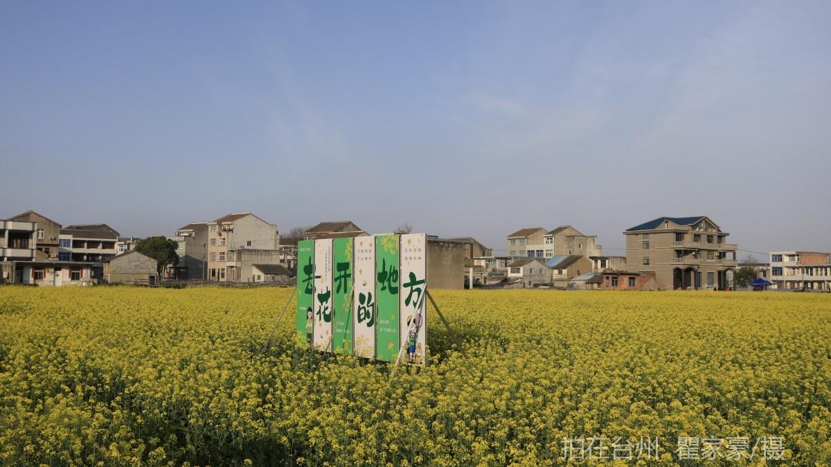 温岭下宅金村村庄油菜花地(图3)