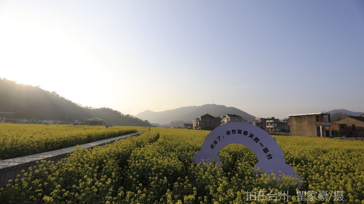 温岭下宅金村村庄油菜花地(图8)