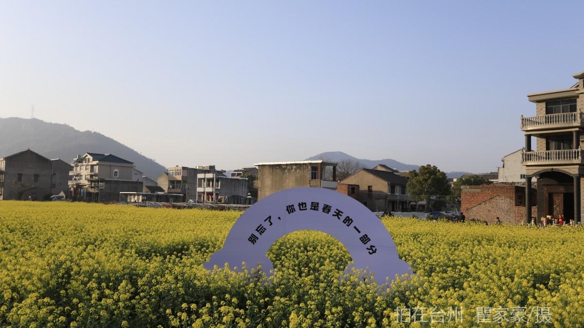 温岭下宅金村村庄油菜花地