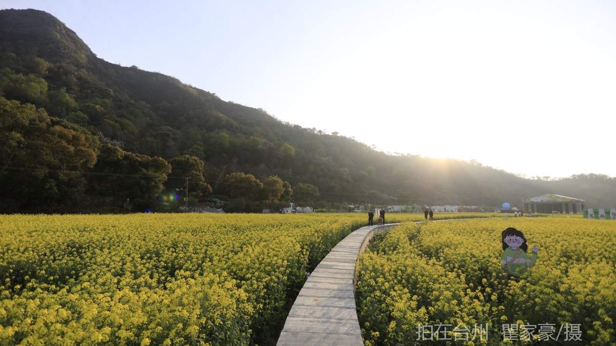温岭下宅金村村庄油菜花地(图7)