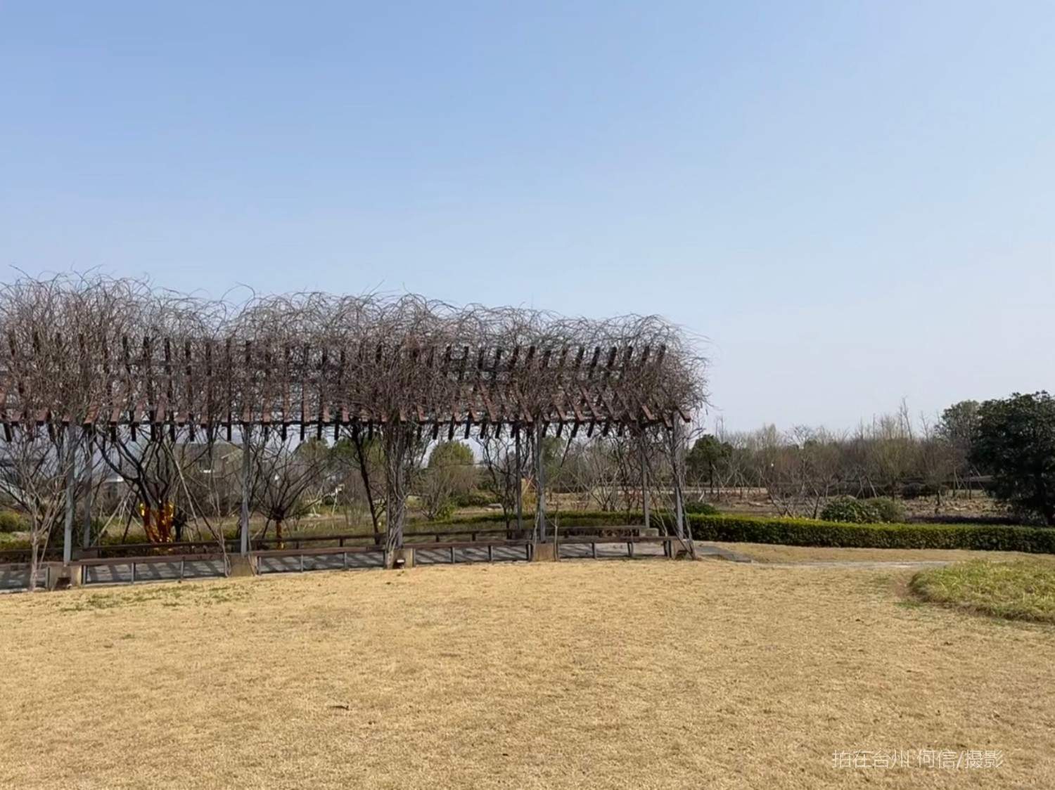 贡岩江口街道江心屿苗圃公园植物园(图7)