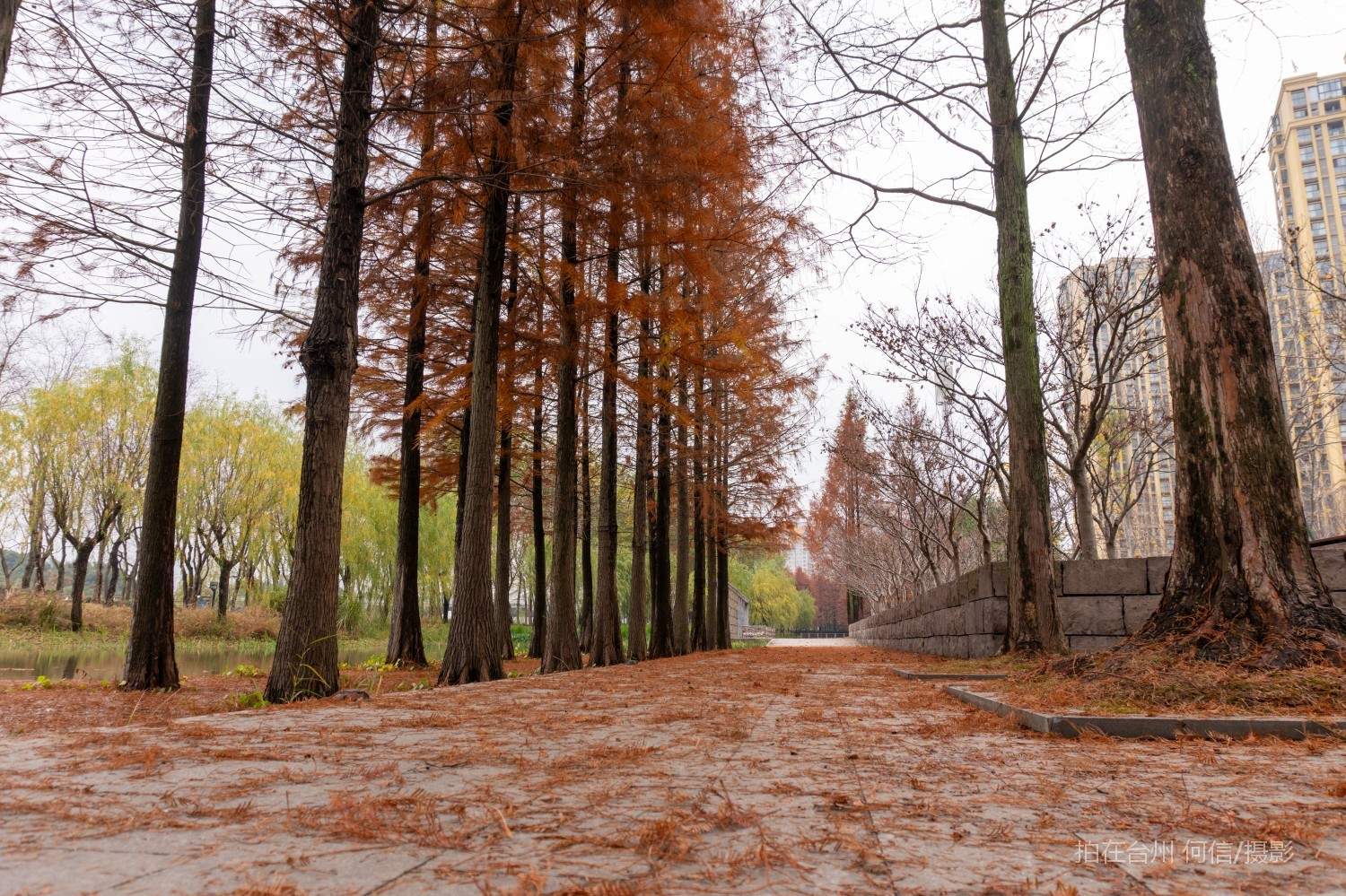 黄岩西城街道江北公园(图32)