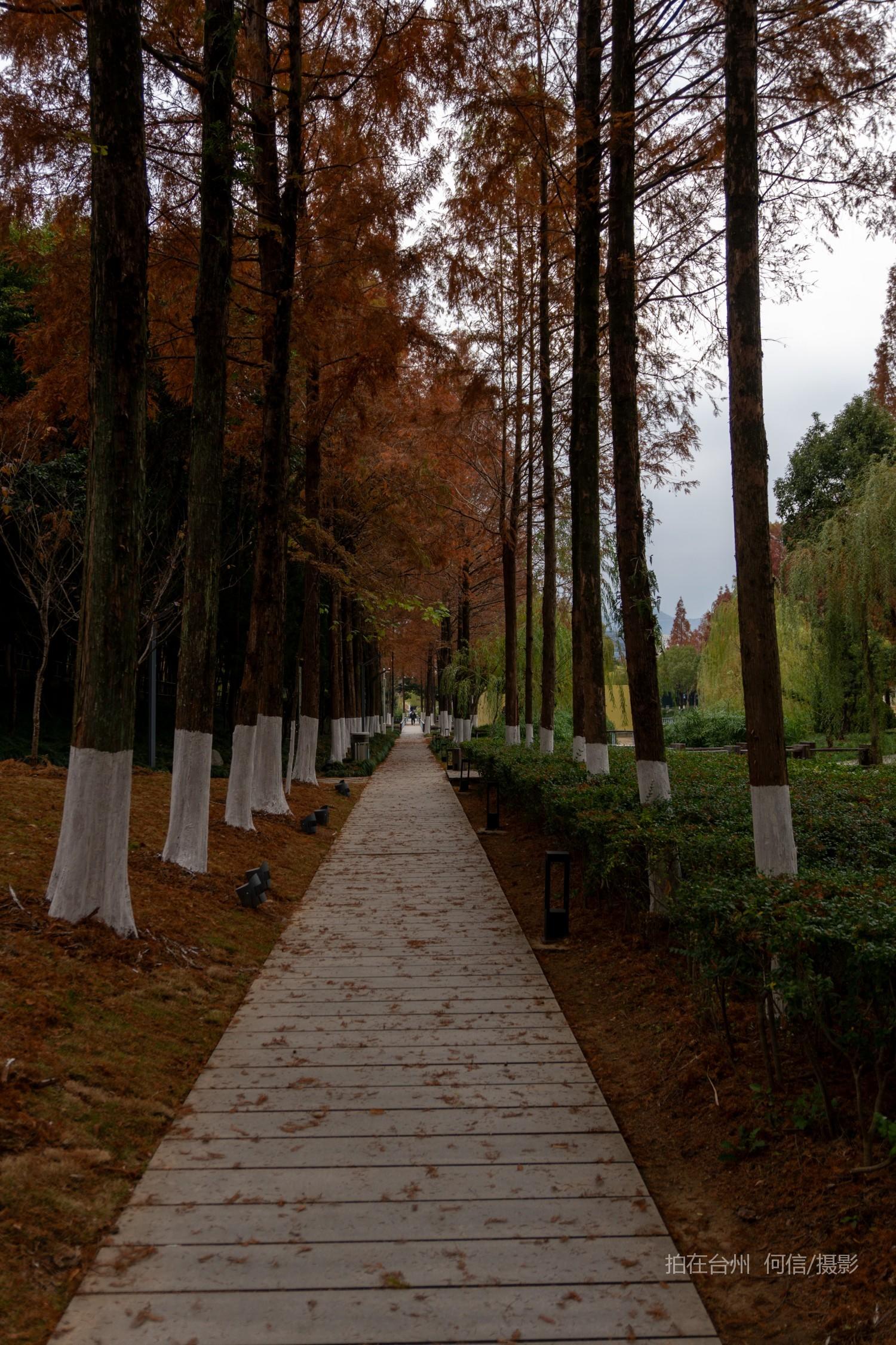 黄岩西城街道永宁公园永宁江河道沿岸大型公园(图25)