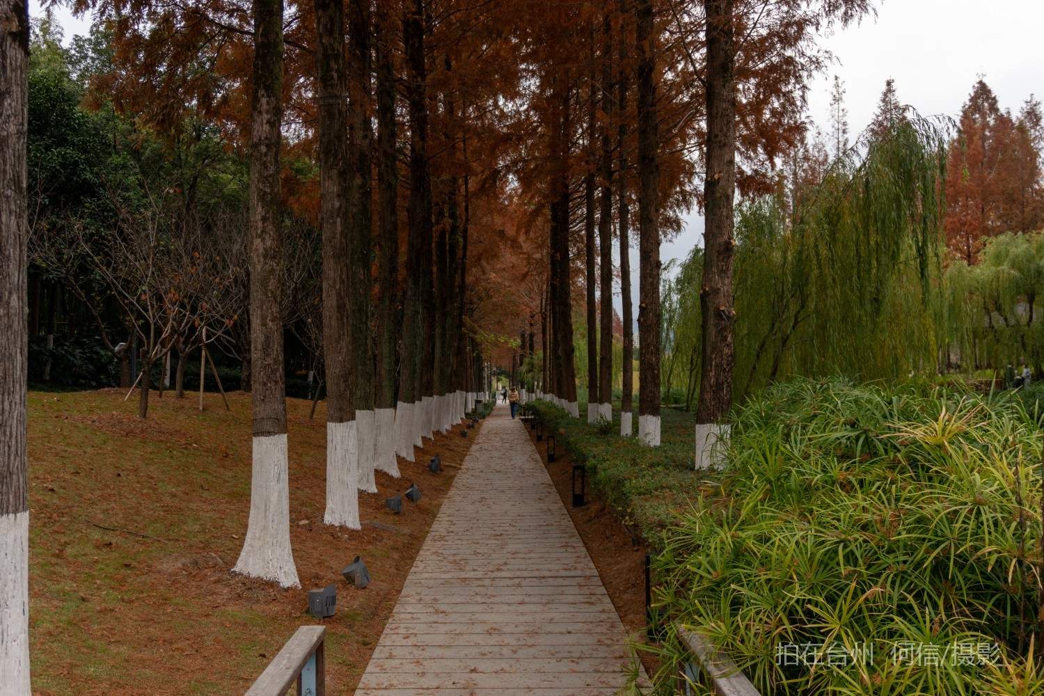 黄岩西城街道永宁公园永宁江河道沿岸大型公园(图26)