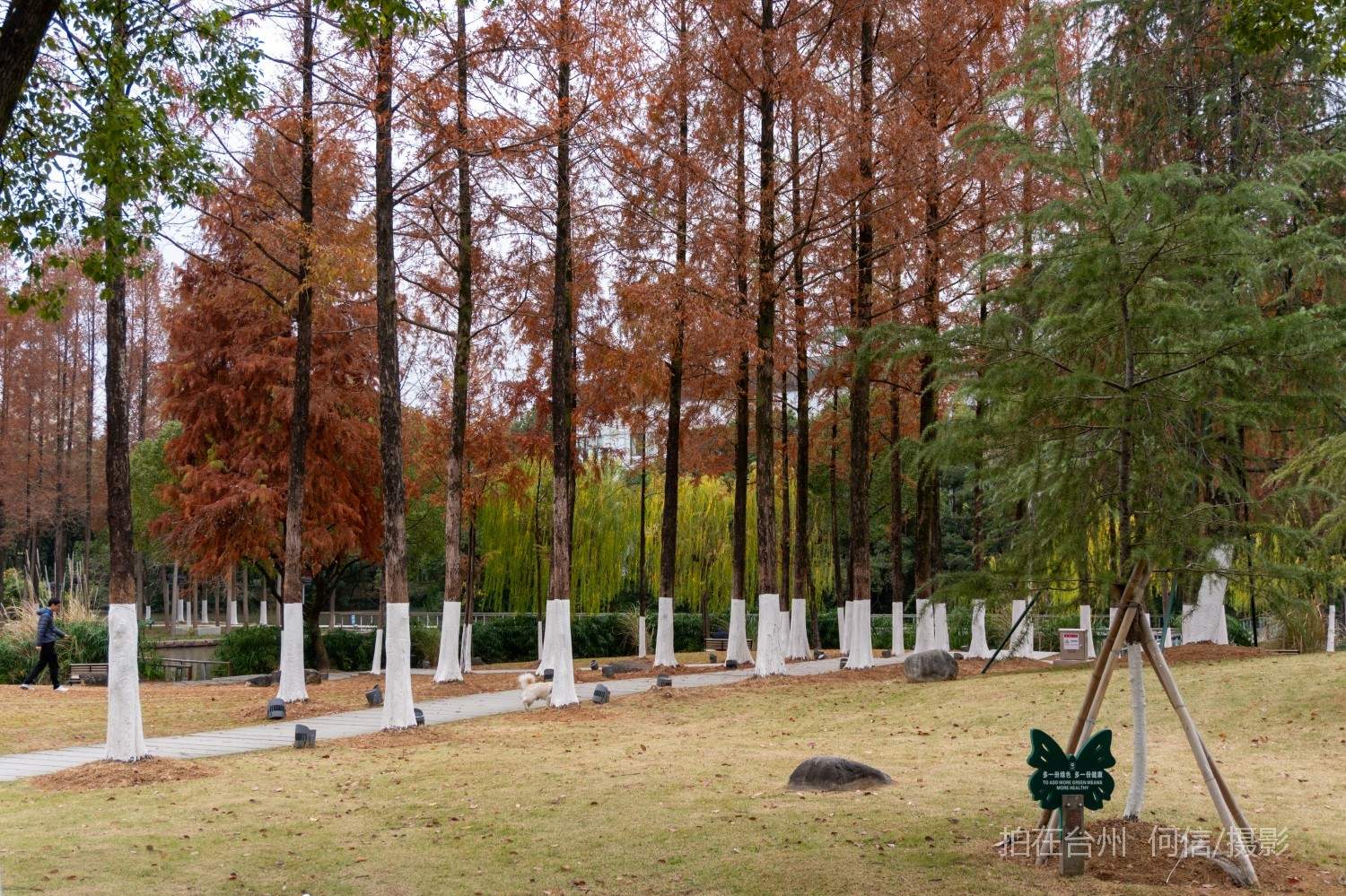 黄岩西城街道永宁公园永宁江河道沿岸大型公园(图15)