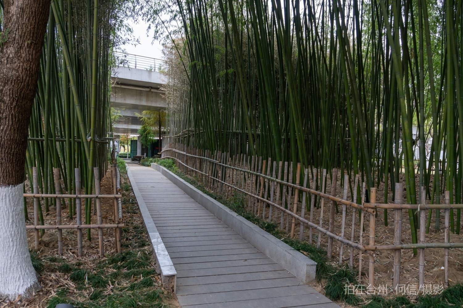 黄岩西城街道永宁公园永宁江河道沿岸大型公园(图13)