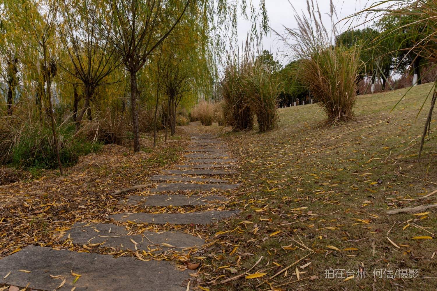 黄岩西城街道永宁公园永宁江河道沿岸大型公园(图9)