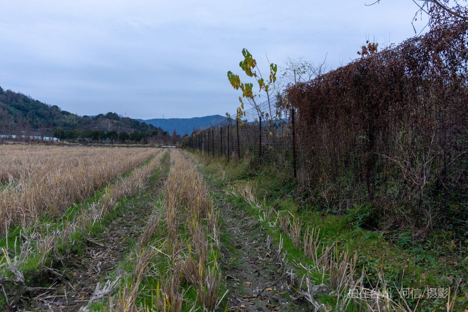 黄岩院桥镇鉴洋湖湿地公园(图12)