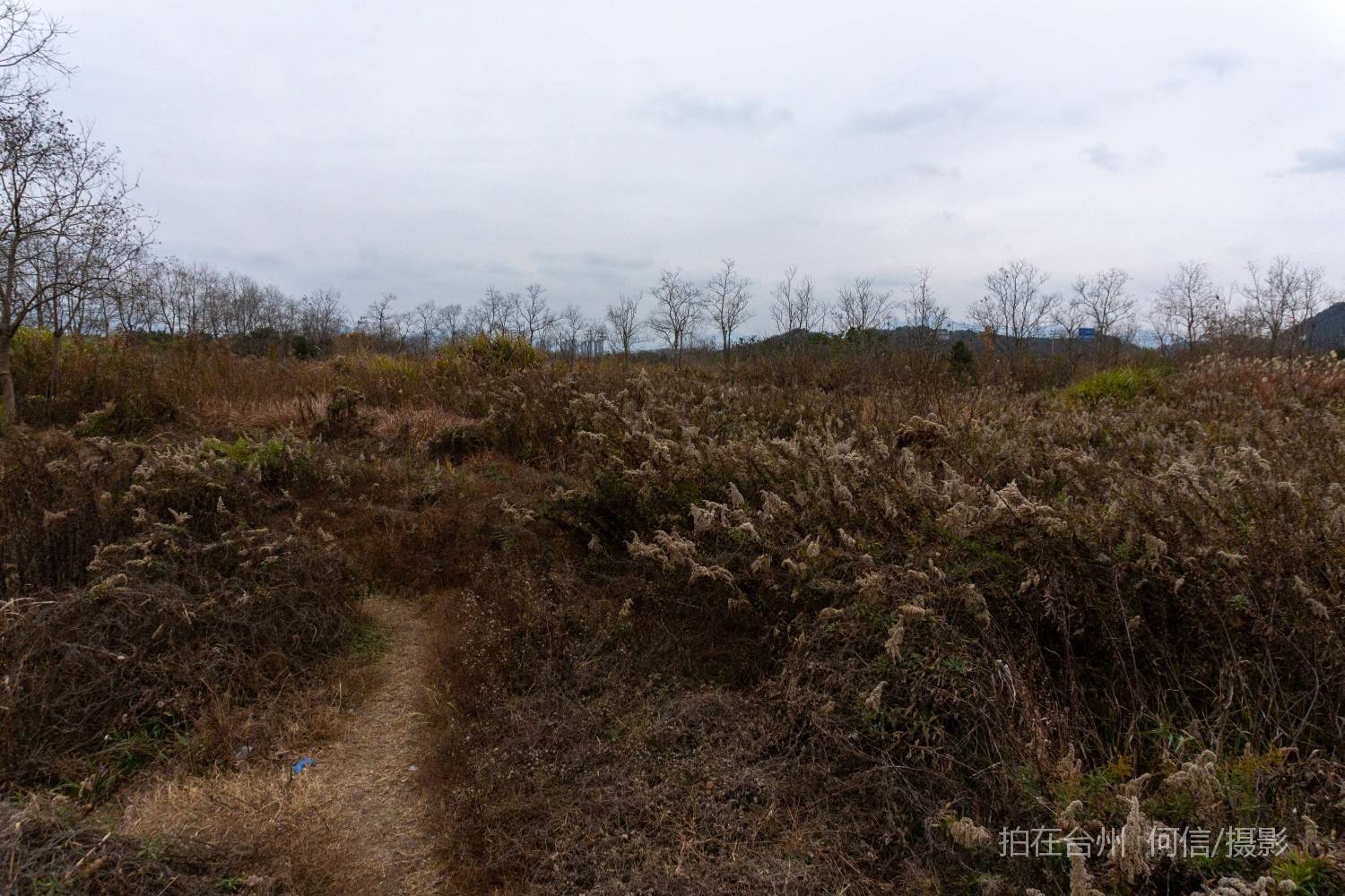 黄岩院桥镇鉴洋湖湿地公园(图4)