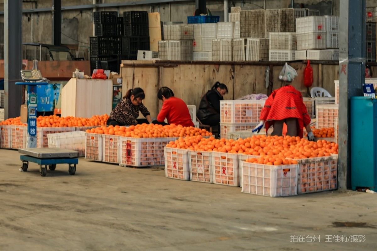 路桥路北街道 台州市路桥水果批发市场  购物(图14)