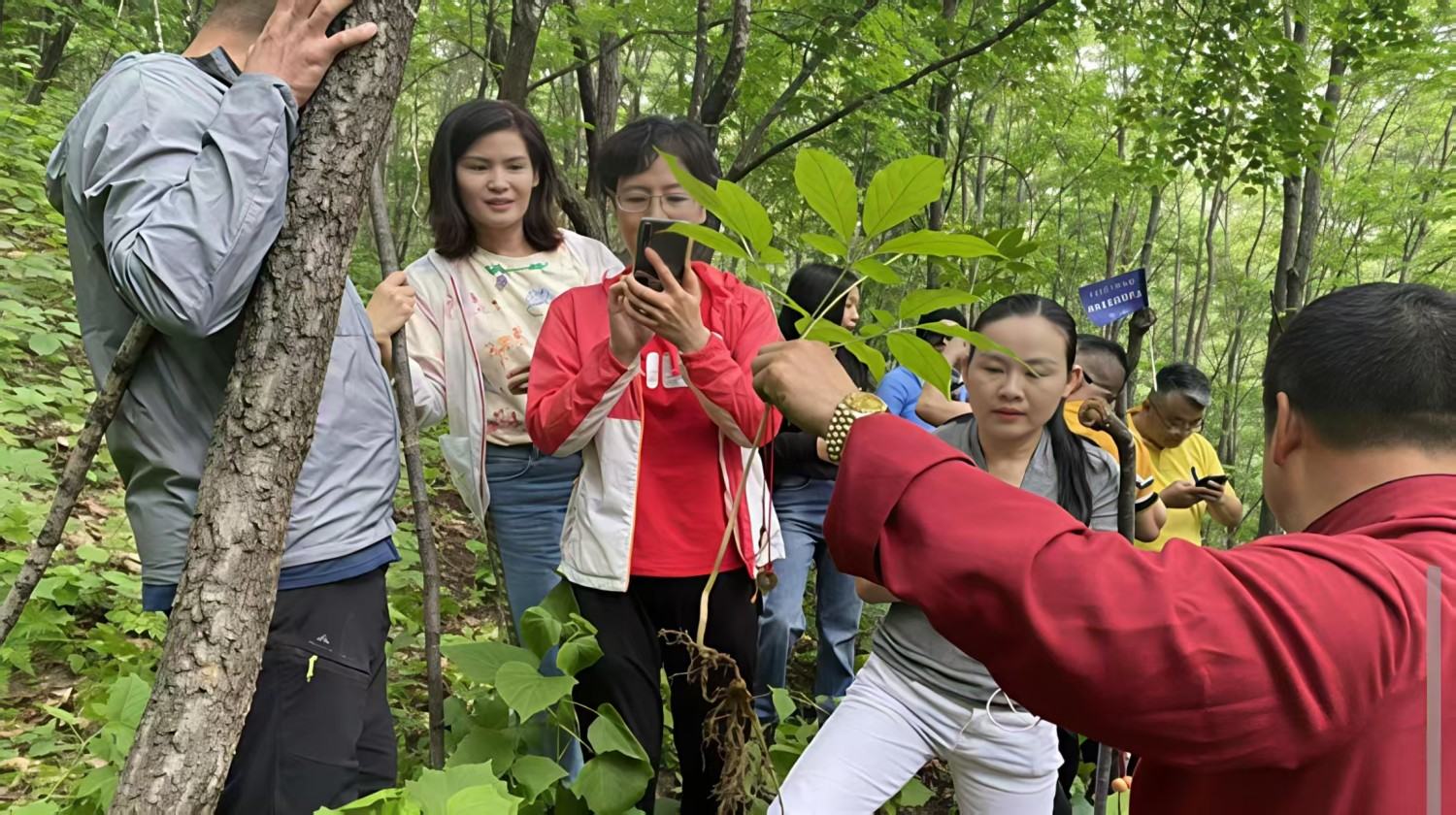 通化市柳河县云岭野山参保护区风景区(图10)
