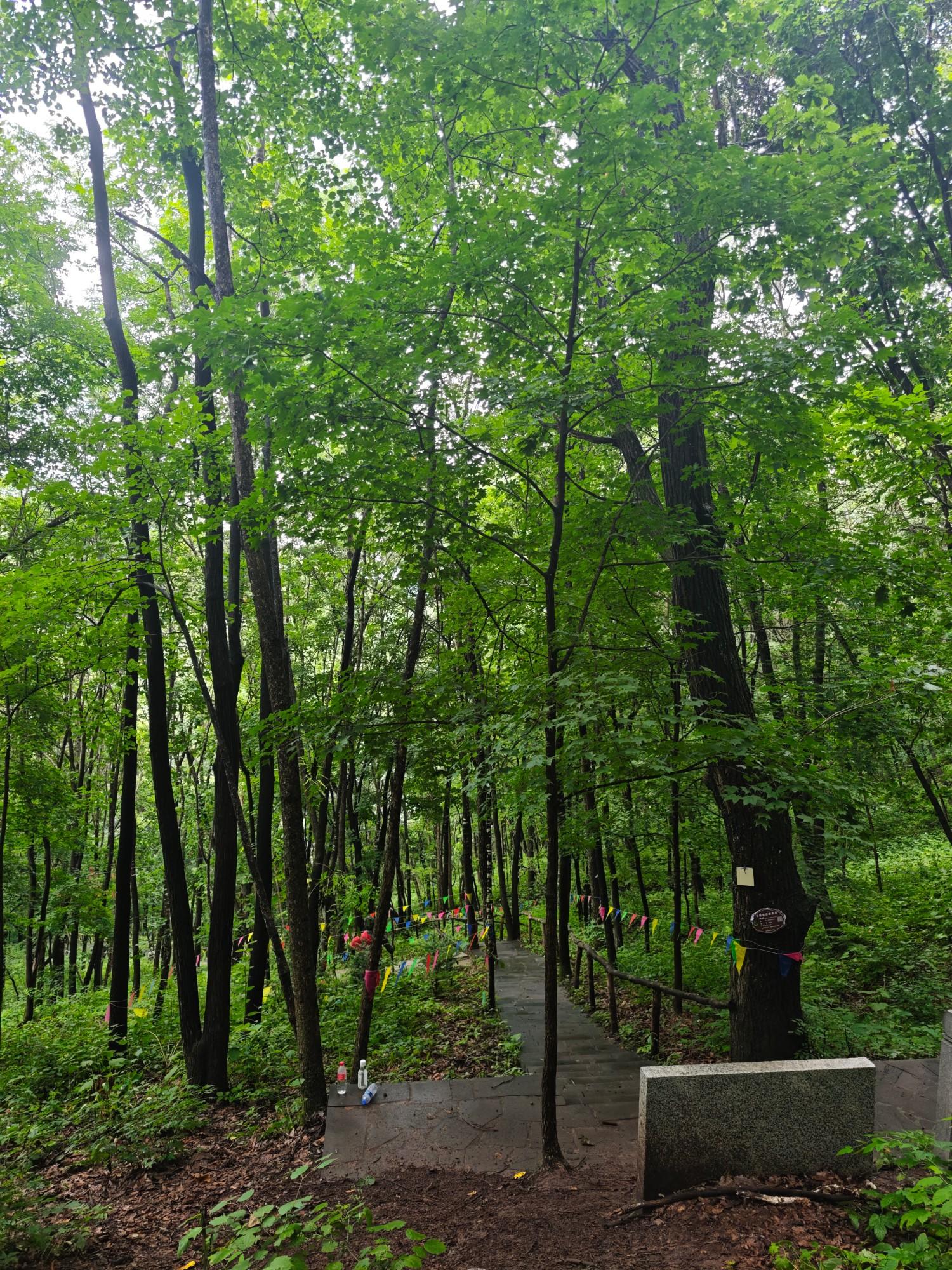 通化市柳河县云岭野山参保护区风景区(图17)