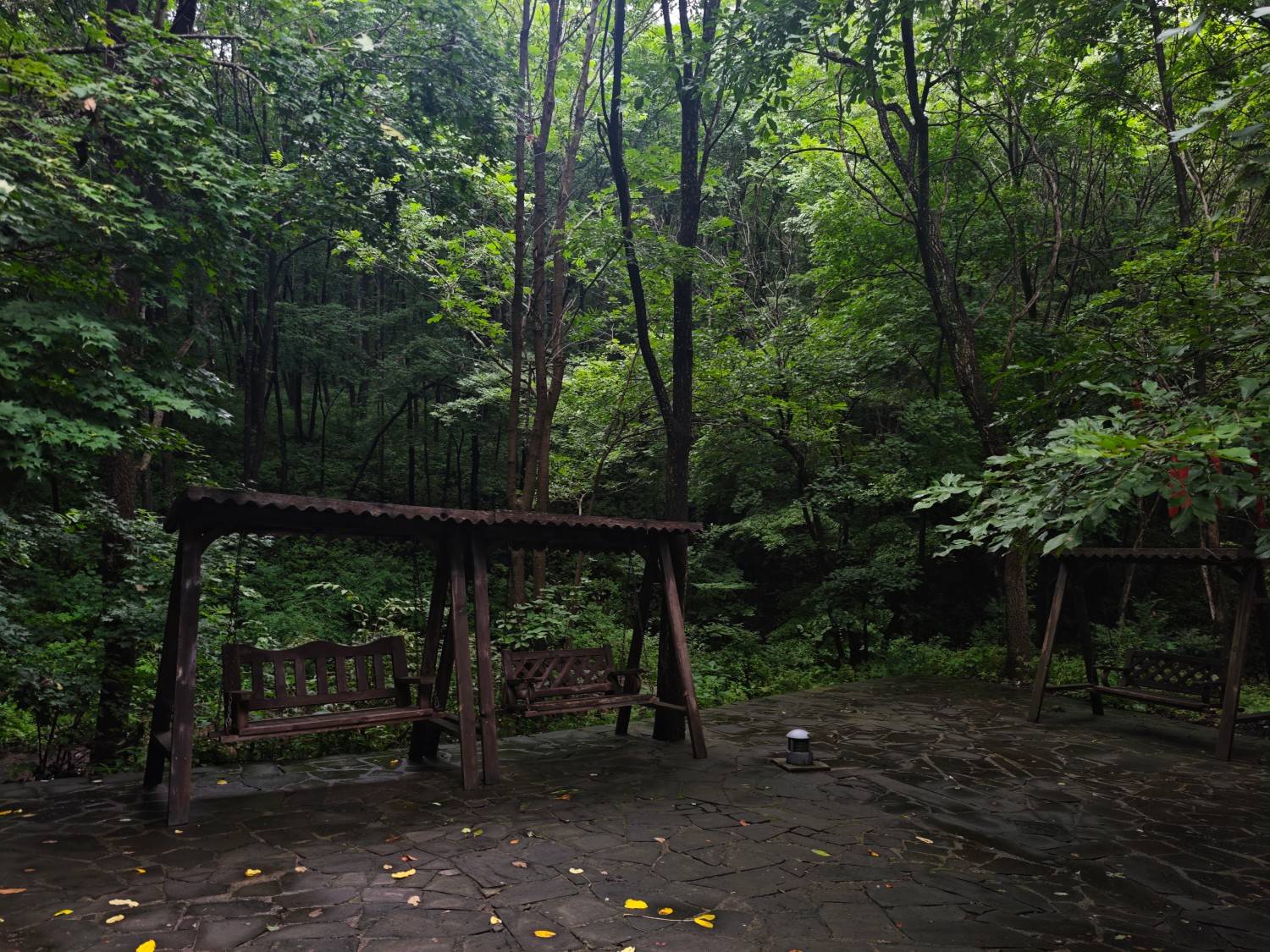 通化市柳河县云岭野山参保护区风景区(图18)