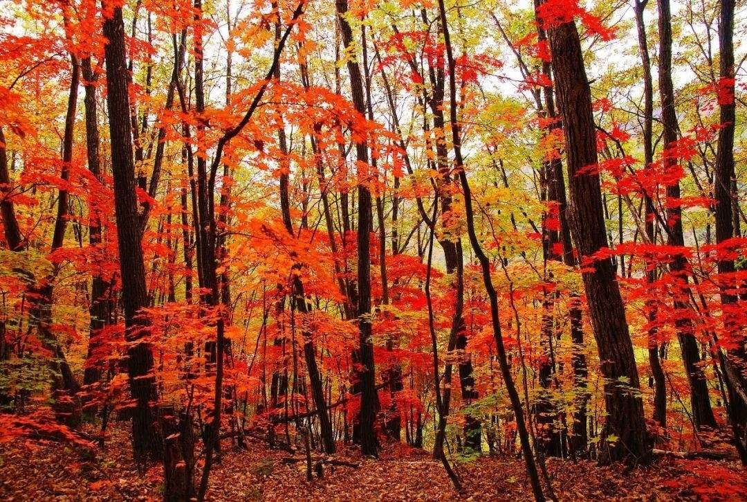 通化集安五女峰国家森林公园：长白山脉影视创作天然宝库(图6)