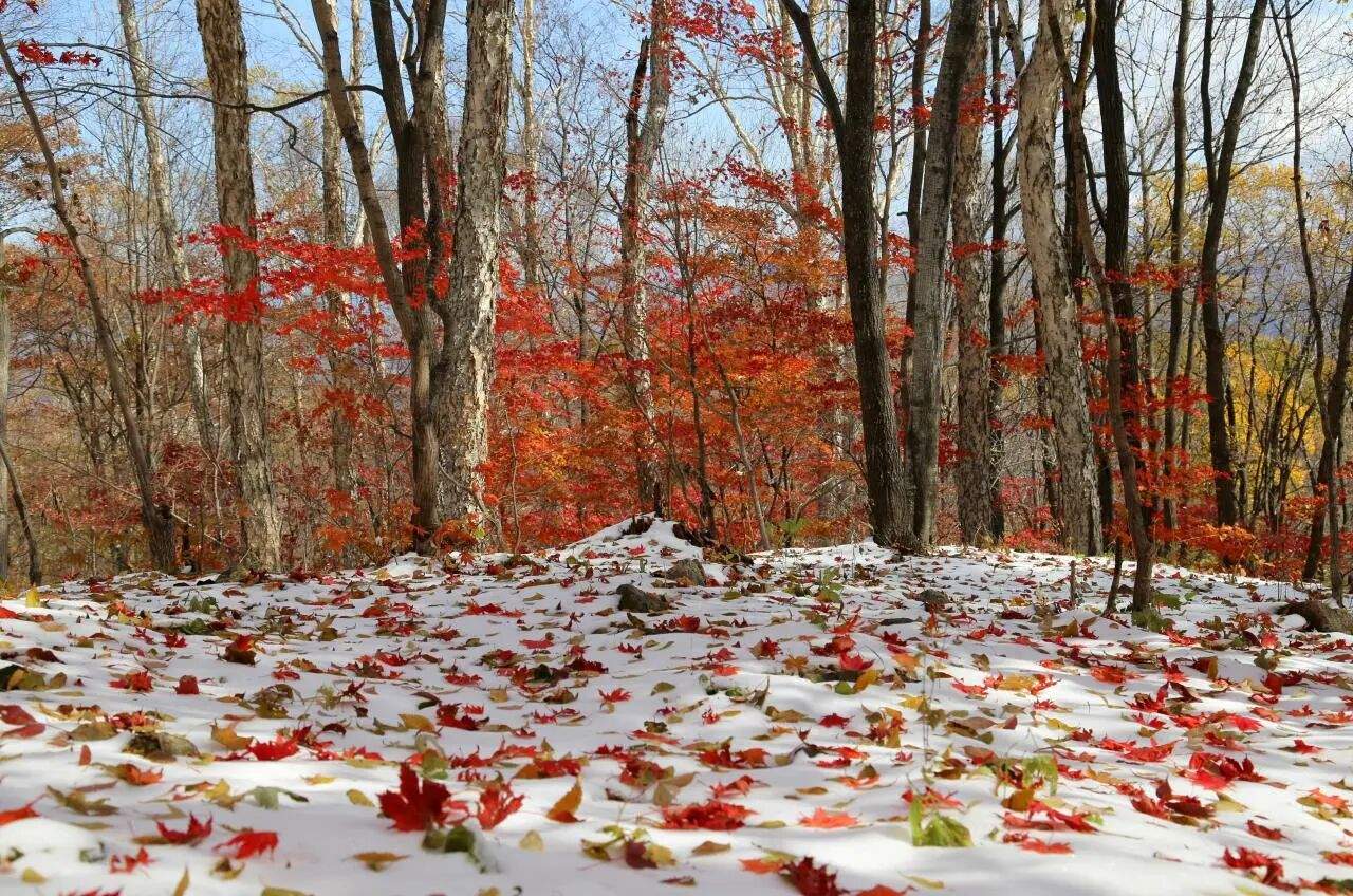 吉林通化四方山森林公园(图1)