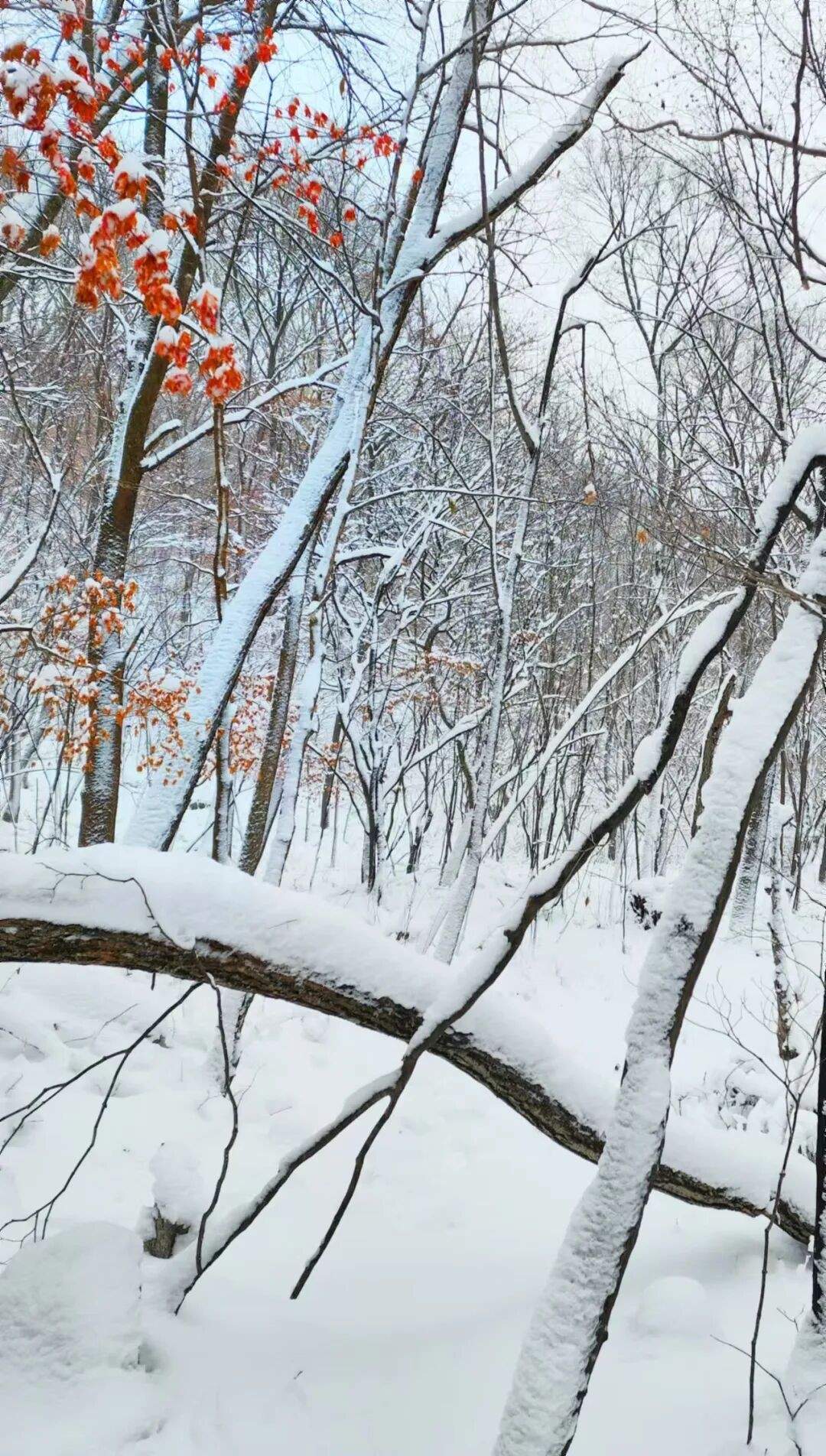 吉林通化四方山森林公园(图3)