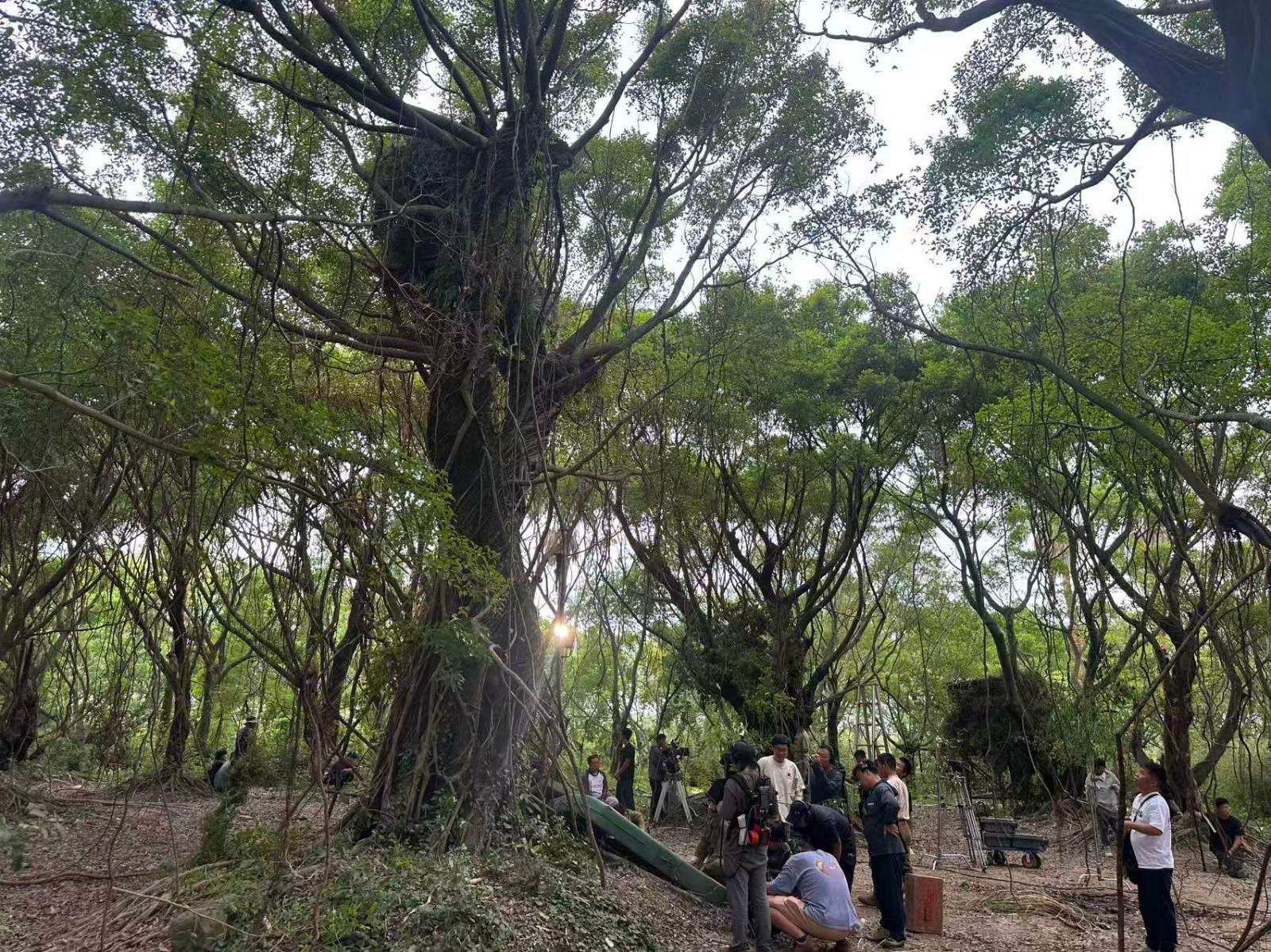 电视剧《战争与人》在台州拍摄完成 榕树林实景再现战争史诗(图3) 电视剧《战争与人》在台州拍摄完成 榕树林实景再现战争史诗(图3)