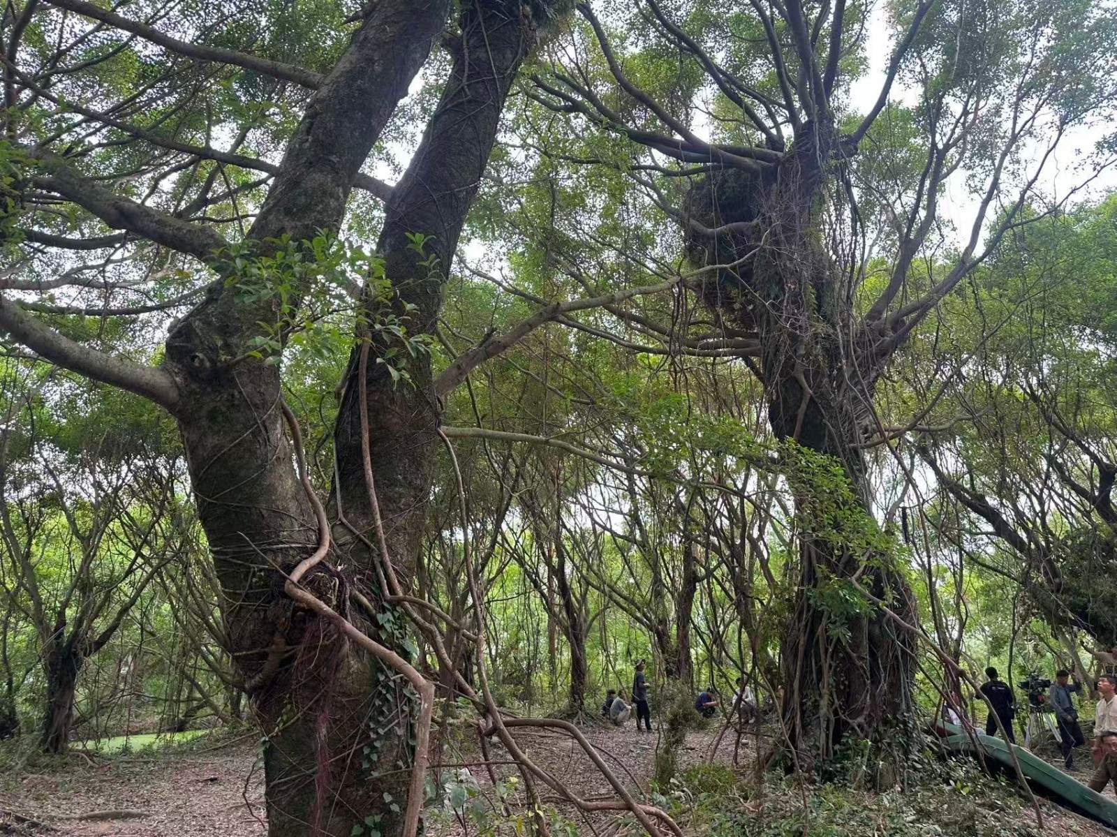 电视剧《战争与人》在台州拍摄完成 榕树林实景再现战争史诗(图11) 电视剧《战争与人》在台州拍摄完成 榕树林实景再现战争史诗(图11)